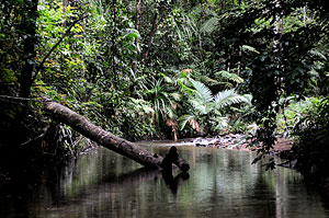 World Heritage Wet Tropic Rainforest