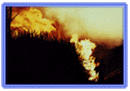 Cane fire